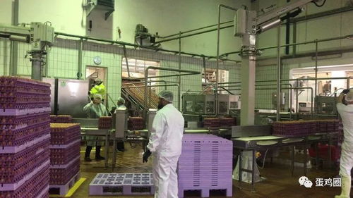 德國(guó)漢諾威國(guó)際畜牧展間隙,帶您看看啥叫不一樣的老牌現(xiàn)代化蛋粉加工廠